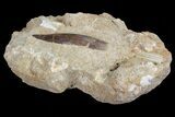 Fossil Plesiosaur (Zarafasaura) Tooth In Sandstone - Morocco #70312-2
